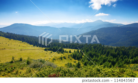 carpathian mountain landscape. forested hills of chornohora ridge. sunny morning in summer carpathian mountain landscape. forested hills of chornohora ridge. sunny morning in summer 114843567
