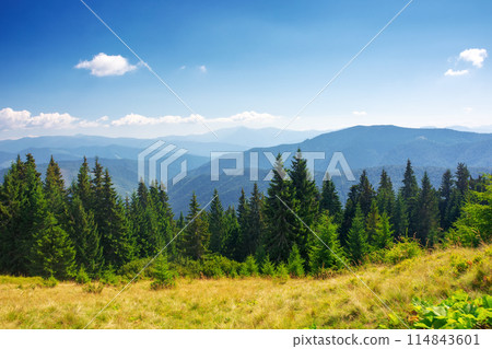 spruce forest on the hill. beautiful nature scenery of carpathian mountains. summer vacation and outdoor tourism concept in ukraine. wonderful sunny weather in summer spruce forest on the hill. beautiful nature scenery of carpathian mountains. summer vacation and outdoor tourism concept in ukraine. wonderful sunny weather in summer 114843601