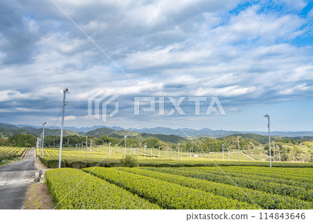 藍天下的茶園風景(靜岡縣) 藍天下的茶園風景(靜岡縣) 114843646