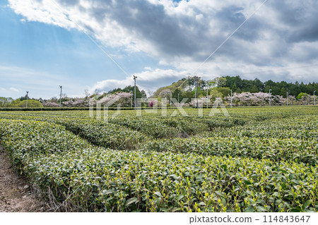 藍天下的茶園風景（靜岡縣） 114843647