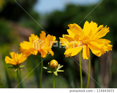 Close-up of yellow Coreopsis flowers and buds in the spring sunshine 114843655