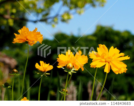 Yellow Coreopsis flowers and buds bathed in the spring sky and sunlight 114843683