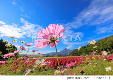 發光在秋天天空的波斯菊波斯菊 發光在秋天天空的波斯菊波斯菊 114843691