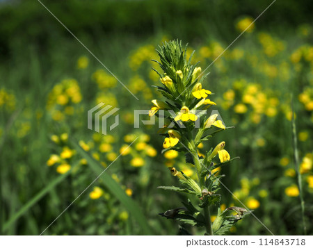 Close-up of yellow mugwort flowers in the sunlight 114843718