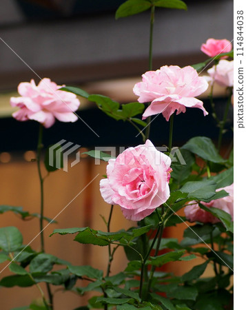 Pink rose flower close-up 114844038