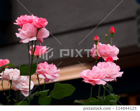 粉紅色的玫瑰花朵和芽 114844125