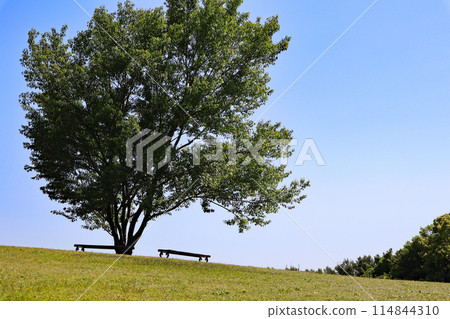 站立在小山的樹 114844310