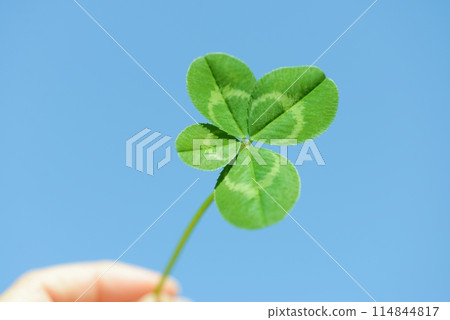 手拿著四葉草和藍天四葉草 114844817