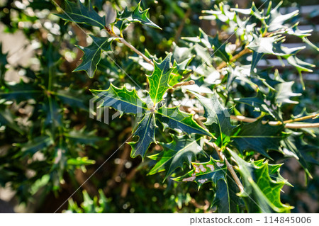 冬青的刺葉沐浴在秋天的陽光下 114845006