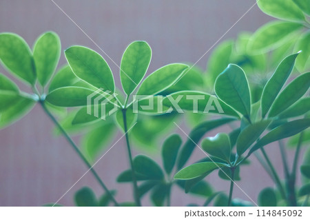 Plant decor interior 114845092