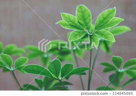 Houseplant Schefflera Houseplant Schefflera 114845093