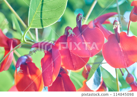 美國戴戈在熱帶盛開 美國戴戈在熱帶盛開 114845098