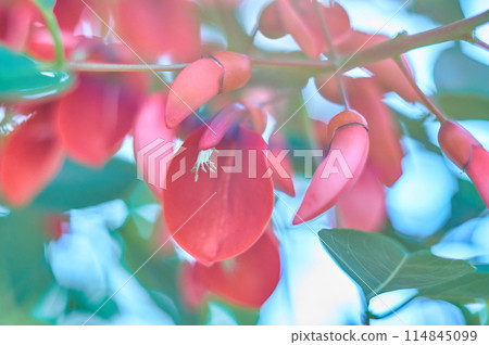 美國Deigo花 美國Deigo花 114845099
