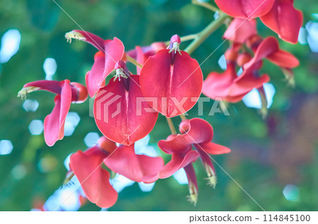 美國戴戈開花 美國戴戈開花 114845100