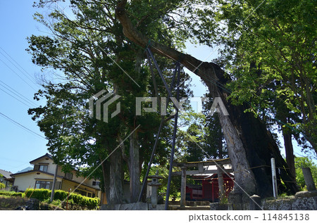 群馬縣沼田市下川田町的能量點:河田神社的大櫸樹 群馬縣沼田市下川田町的能量點:河田神社的大櫸樹 114845138