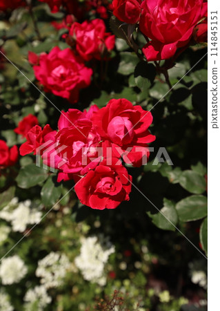 A red rose A red rose 114845151