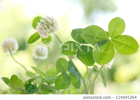 四葉草和新鮮的綠色植物 114845264
