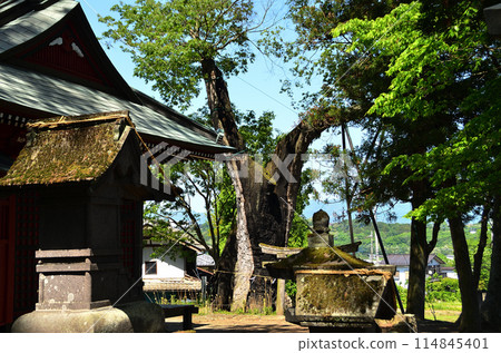 Shimokawadacho, Numata City, Gunma Prefecture Power spot: Large zelkova tree at Kawada Shrine Shimokawadacho, Numata City, Gunma Prefecture Power spot: Large zelkova tree at Kawada Shrine 114845401