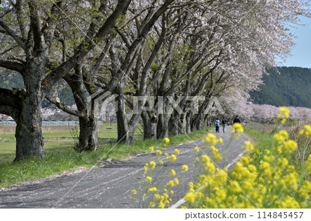 A road lined with rape blossoms and cherry blossoms 114845457
