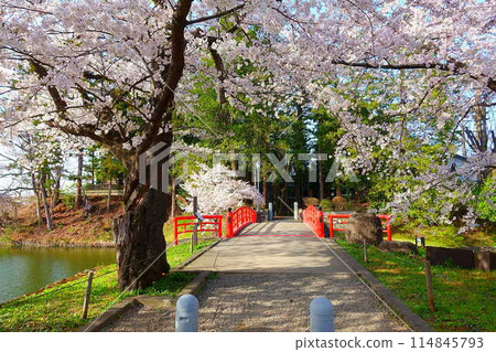 Cherry blossoms in full bloom, Hanaikada, Matsugasaki Park, Sakura, Yoshino cherry blossoms Cherry blossoms in full bloom, Hanaikada, Matsugasaki Park, Sakura, Yoshino cherry blossoms 114845793