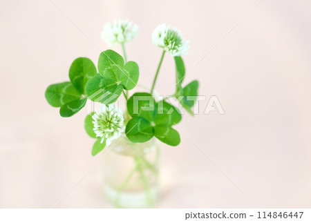 Lots of four-leaf clovers Lots of four-leaf clovers 114846447