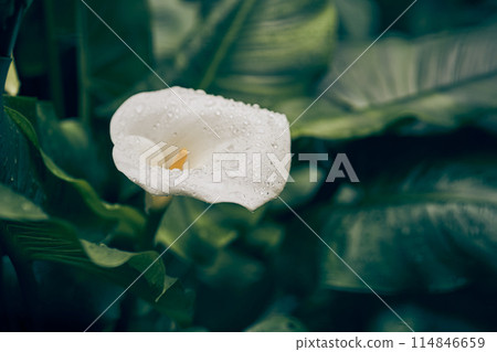 A single white calla lily on a dark green background of leaves highlights its elegant curves and soft texture. With space to copy. High quality photo A single white calla lily on a dark green background of leaves highlights its elegant curves and soft texture. With space to copy. High quality photo 114846659