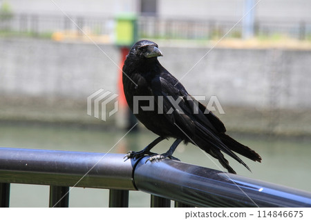 都市烏鴉 都市烏鴉 114846675