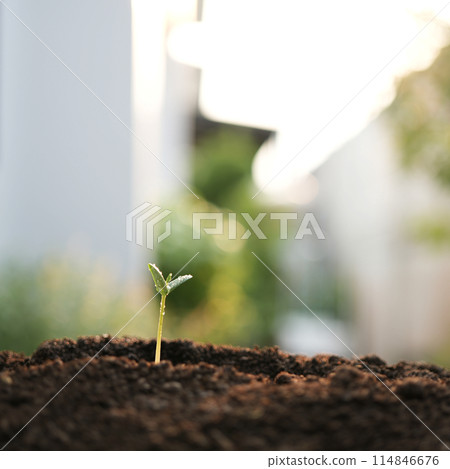 small plant sapling growing tree sprout macro closeup small plant sapling growing tree sprout macro closeup 114846676