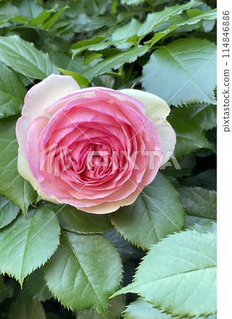 Reisanji Rose Garden (Pierre de Ronsard) 114846886