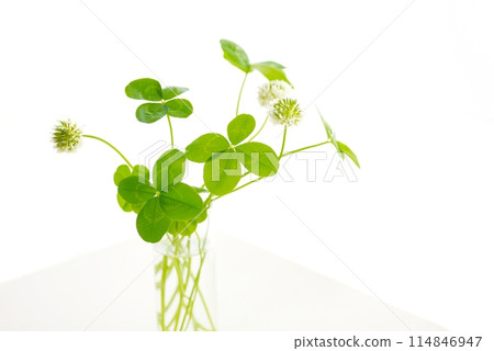 四葉草白色背景 114846947