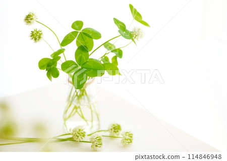 Four-leaf clover on white background 114846948