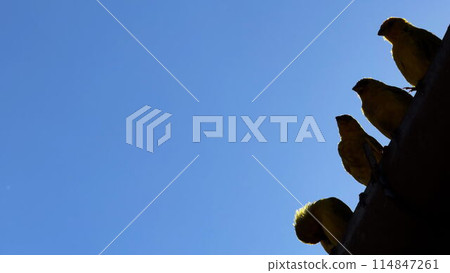 Birds Silhouetted Against Blue Sky on Rooftop Edge Birds Silhouetted Against Blue Sky on Rooftop Edge 114847261