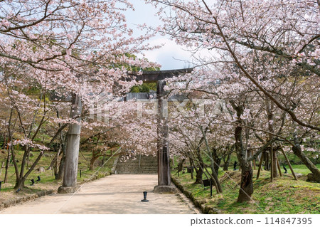 cherry tunnel at torii gate of Homangu Kamado shrine,Fukuoka 114847395