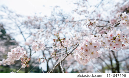 Cherry blossom at Homangu Kamado shrine, Dazaifu, Fukuoka Cherry blossom at Homangu Kamado shrine, Dazaifu, Fukuoka 114847396
