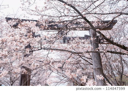 Torii gate and cherry blossom tunnel at Homangu Kamado, Dazaifu 114847399