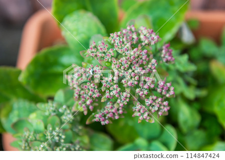 Hylotelephium spectabile Sedum spectabile flower with raindrops Hylotelephium spectabile Sedum spectabile flower with raindrops 114847424