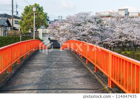 Bridge across river to Ureshino onsen park with cherry blossom 114847435