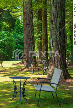 Red Hill Heather Forest, beautiful green Sequoia sempervirens (Tsu City, Mie Prefecture) Red Hill Heather Forest, beautiful green Sequoia sempervirens (Tsu City, Mie Prefecture) 114847541