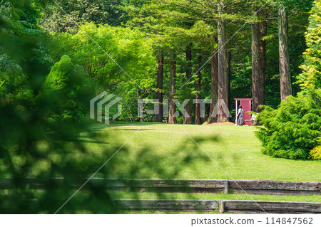 Red Hill Heather Forest, beautiful green Sequoia sempervirens (Tsu City, Mie Prefecture) Red Hill Heather Forest, beautiful green Sequoia sempervirens (Tsu City, Mie Prefecture) 114847562