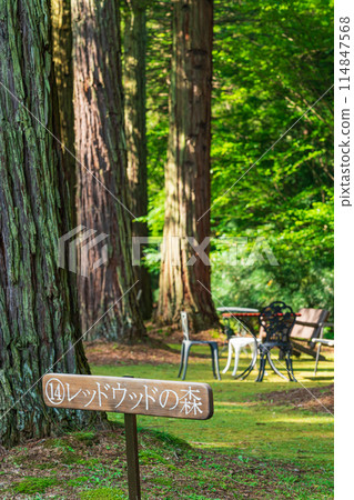 Red Hill Heather Forest, beautiful green Sequoia sempervirens (Tsu City, Mie Prefecture) Red Hill Heather Forest, beautiful green Sequoia sempervirens (Tsu City, Mie Prefecture) 114847568