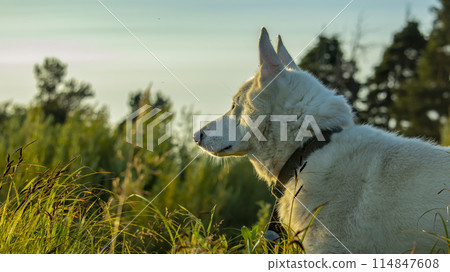 portrait of a white domestic dog at sunset portrait of a white domestic dog at sunset 114847608