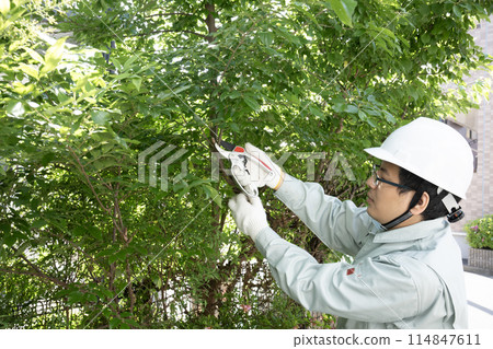 一名工人用剪刀剪掉一棵正在生長的花園樹 一名工人用剪刀剪掉一棵正在生長的花園樹 114847611