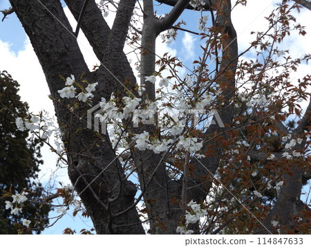 小島花之介花園櫻花樹上的櫻花葉 114847633