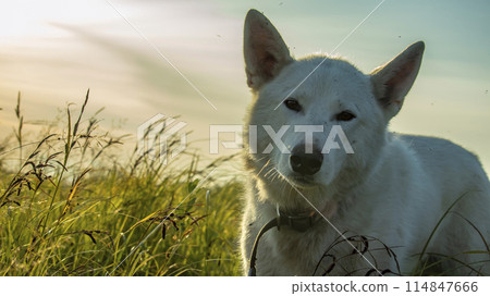 portrait of a white domestic dog at sunset 114847666