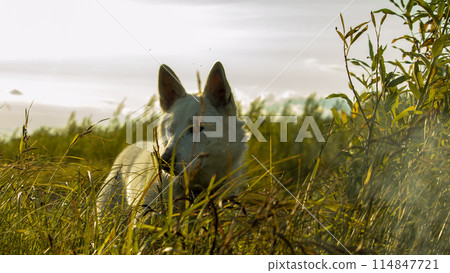 white dog hiding in the grass in the evening sunset white dog hiding in the grass in the evening sunset 114847721
