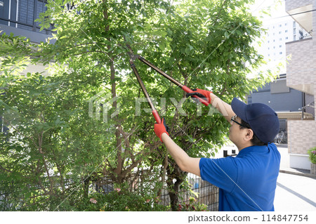 一名工人用剪刀剪掉一棵正在生長的花園樹 114847754