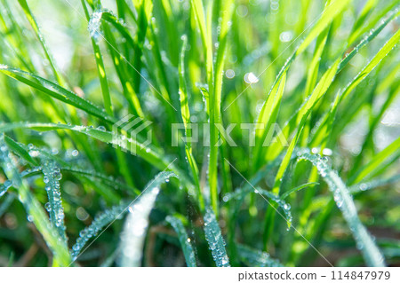 Dew on green grass 114847979