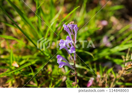 春天岸邊盛開的骷髏花 春天岸邊盛開的骷髏花 114848003