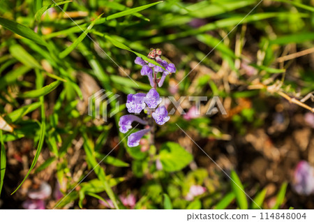 Spring flowers blooming on the bank Spring flowers blooming on the bank 114848004