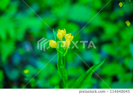 昆蘭黃色花 114848045